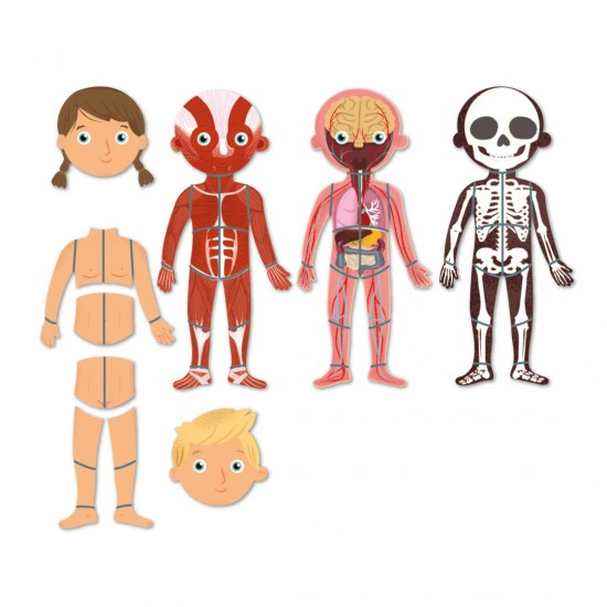 THE HUMAN BODY MAGNETS GAME