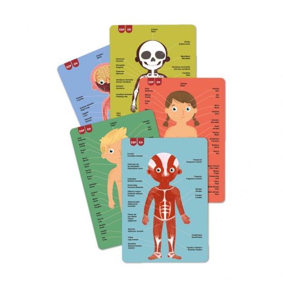 THE HUMAN BODY MAGNETS GAME