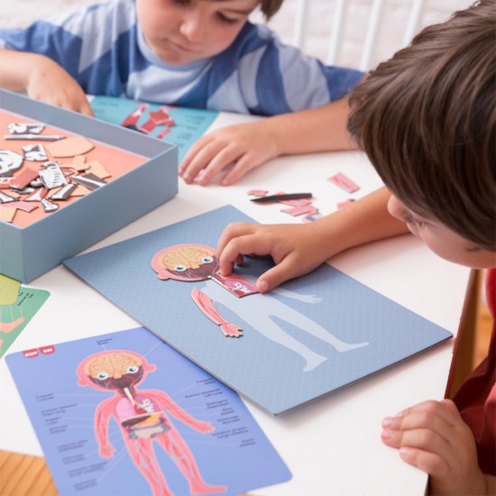 THE HUMAN BODY MAGNETS GAME