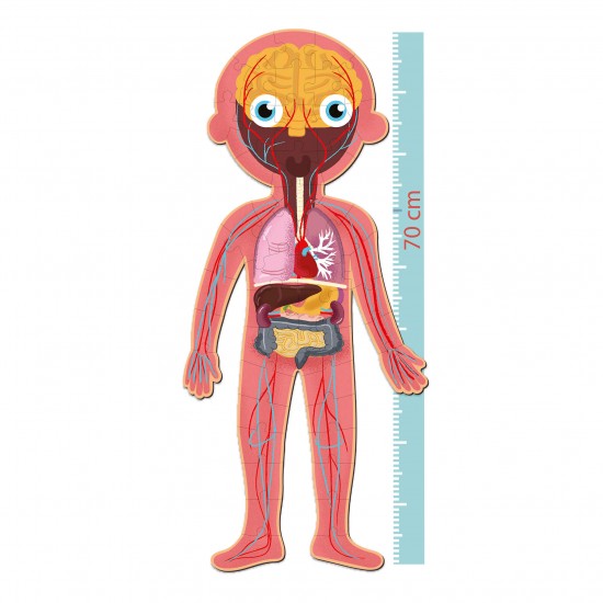 THE HUMAN BODY PUZZLES